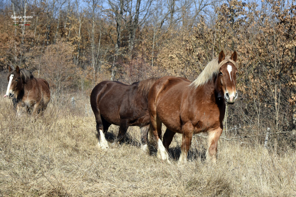 Cavalli agricoli al pascolo - Biodiversità - risorse genetiche