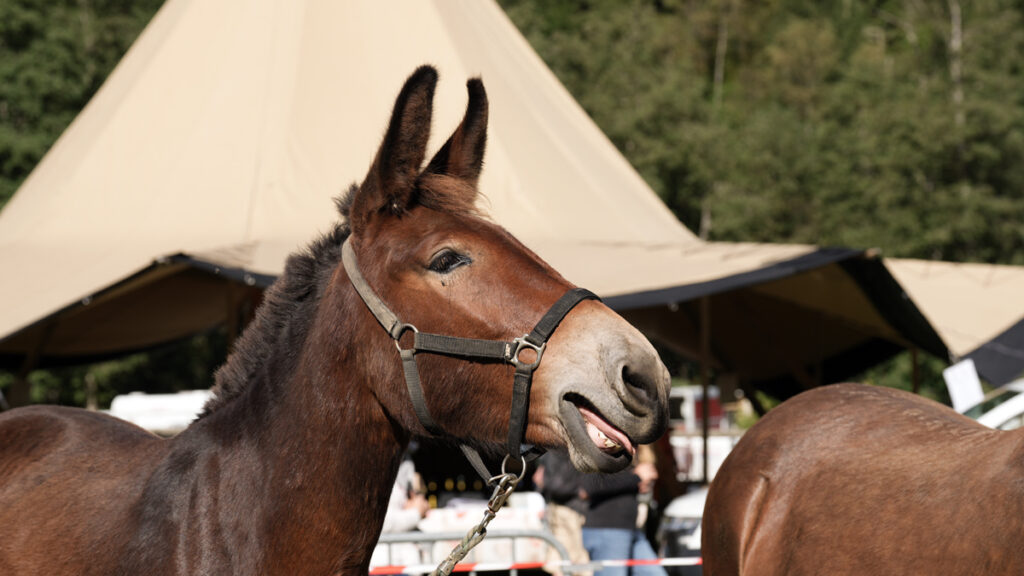 IL MULO ITALIANO: NASCE LO STUD-BOOK 