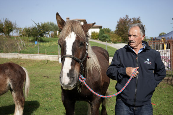 Alvano Paolelli con Berta nata nel 2008 - 1868-2024: la Antica Fiera che racconta l'anima rurale di Tornimparte