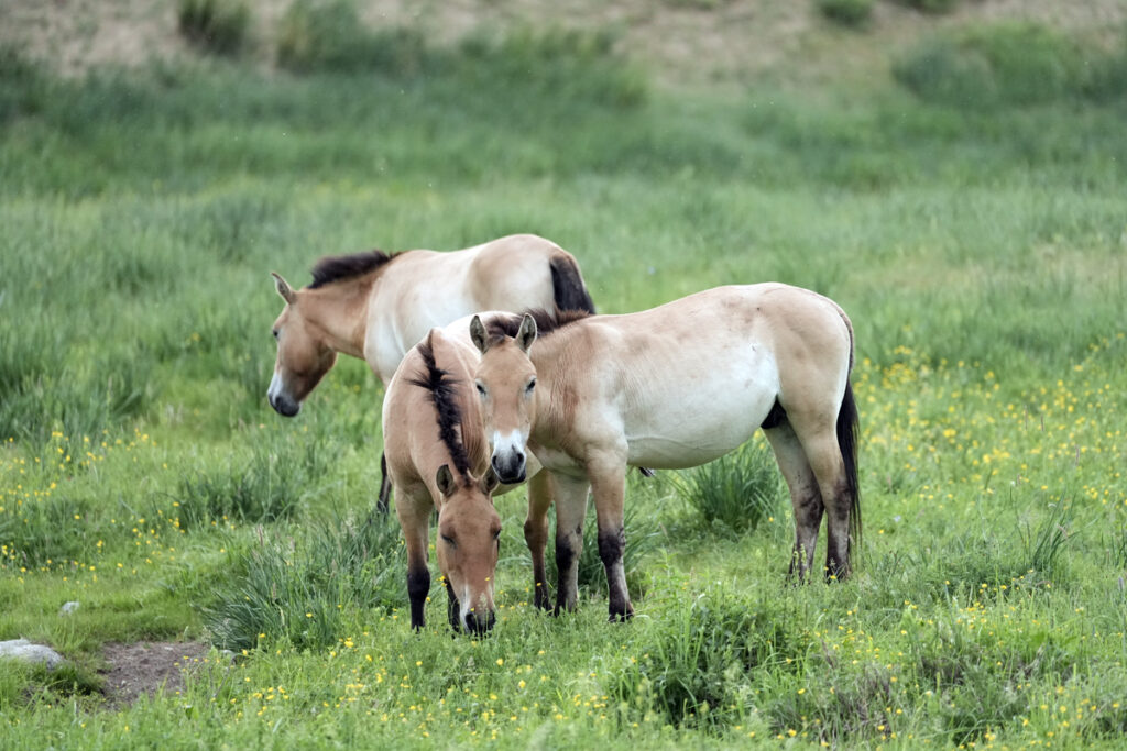 Branco di TAKY, cavallo di Przewalski - copyrighted Annalisa Parisi - Mongolia